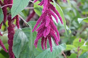 Free Foxtail Amaranth photo and picture