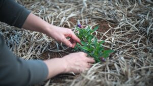 Free Gardening Plant photo and picture